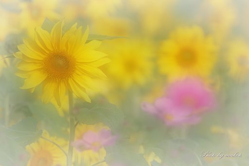 夢の中で生きてみませんか・・・？