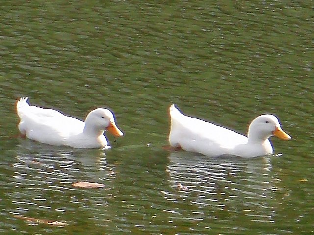 【睦】池の仲良し