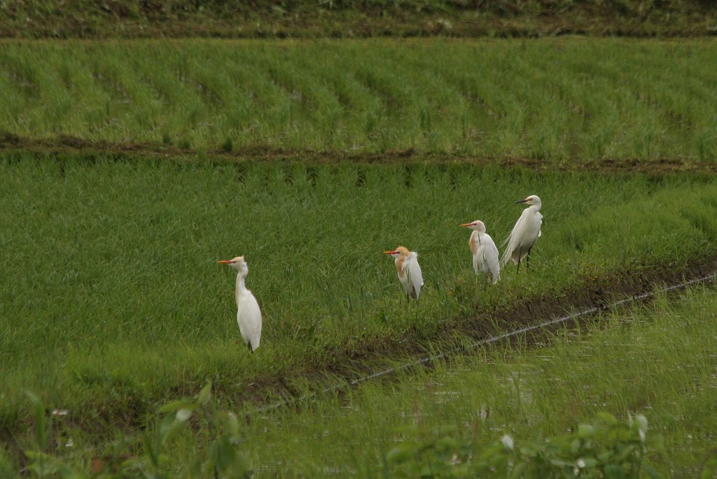 アマサギが来ました
