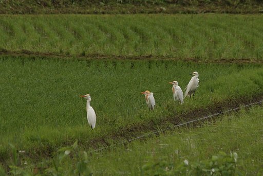 アマサギが来ました