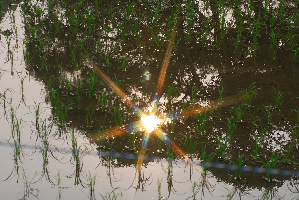 陽光・2