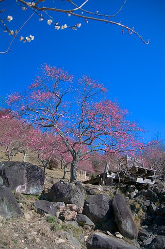 筑波山梅林・・・