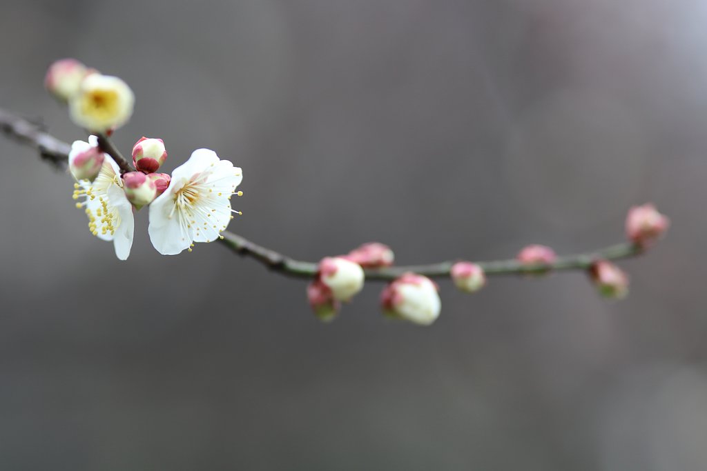 久々の縮景園・梅