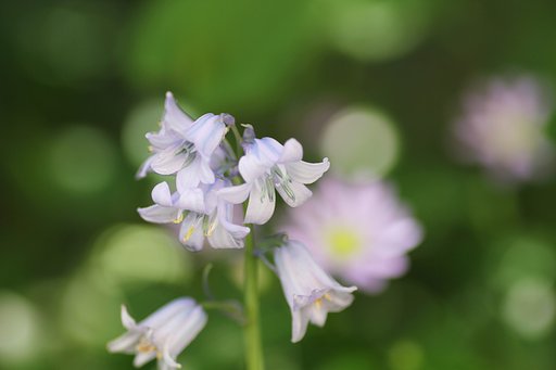 ツリガネズイセン