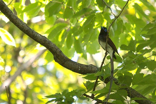森の鳥、少なくなりましたね。