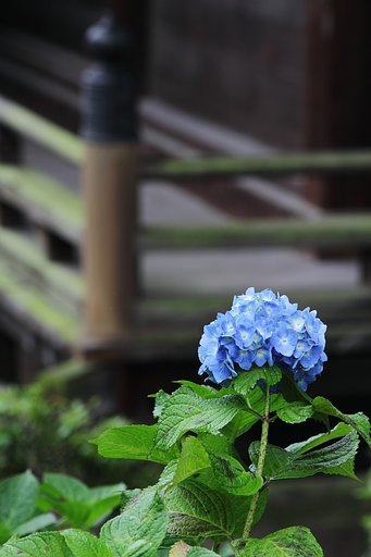 雨花と濡れ縁