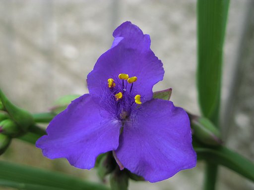 一輪開花