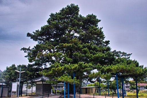 【睦】 地蔵大松