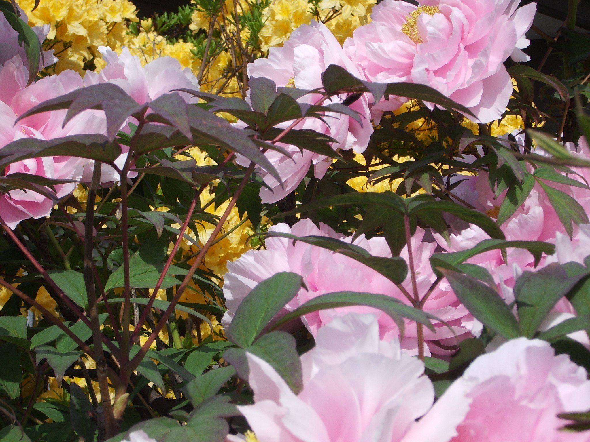シャクヤク