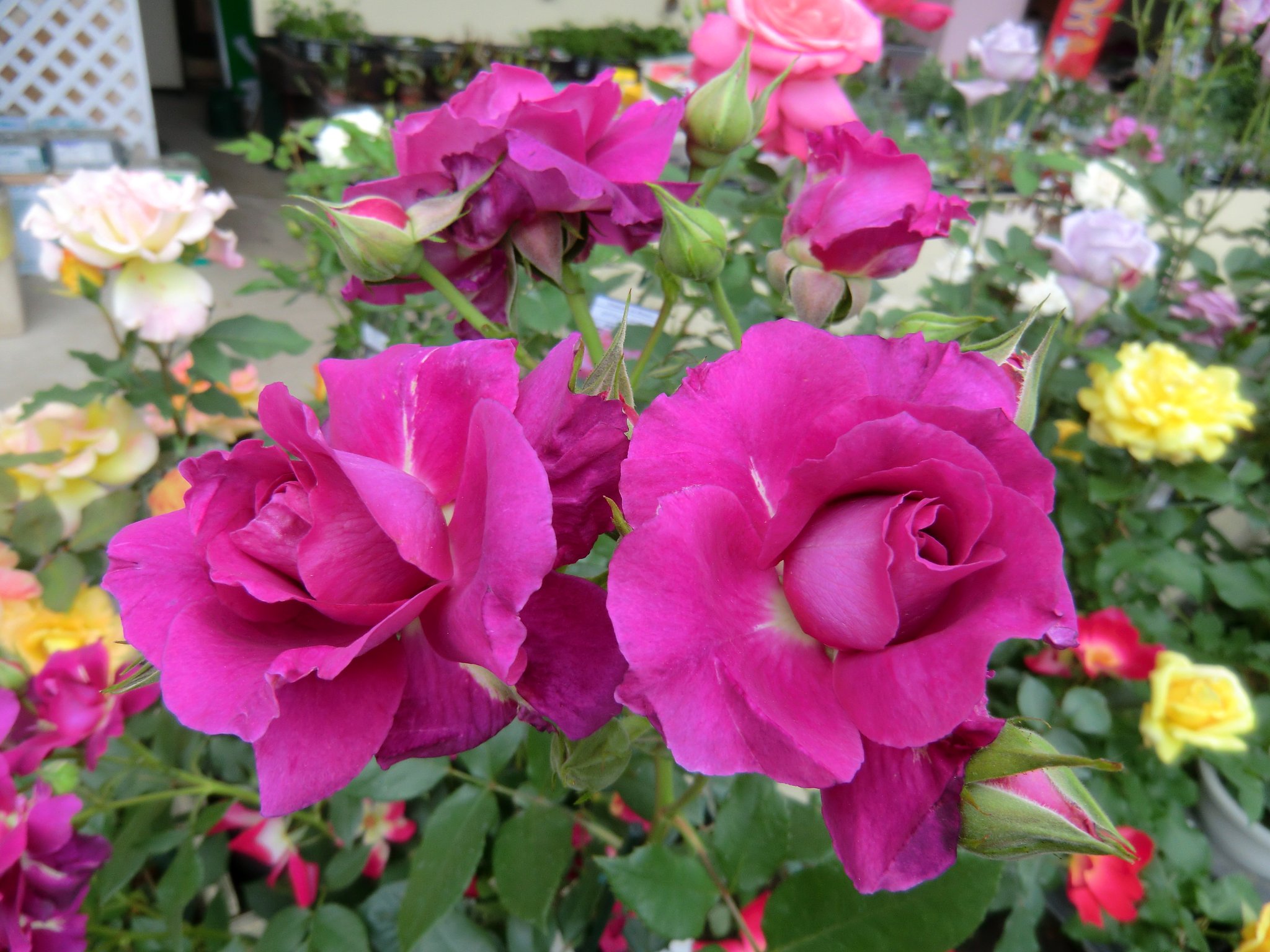 薔薇園のバラ１