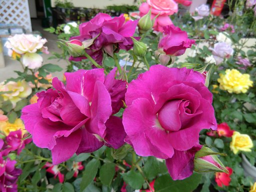 薔薇園のバラ１