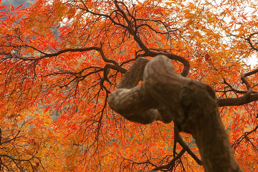 紅葉