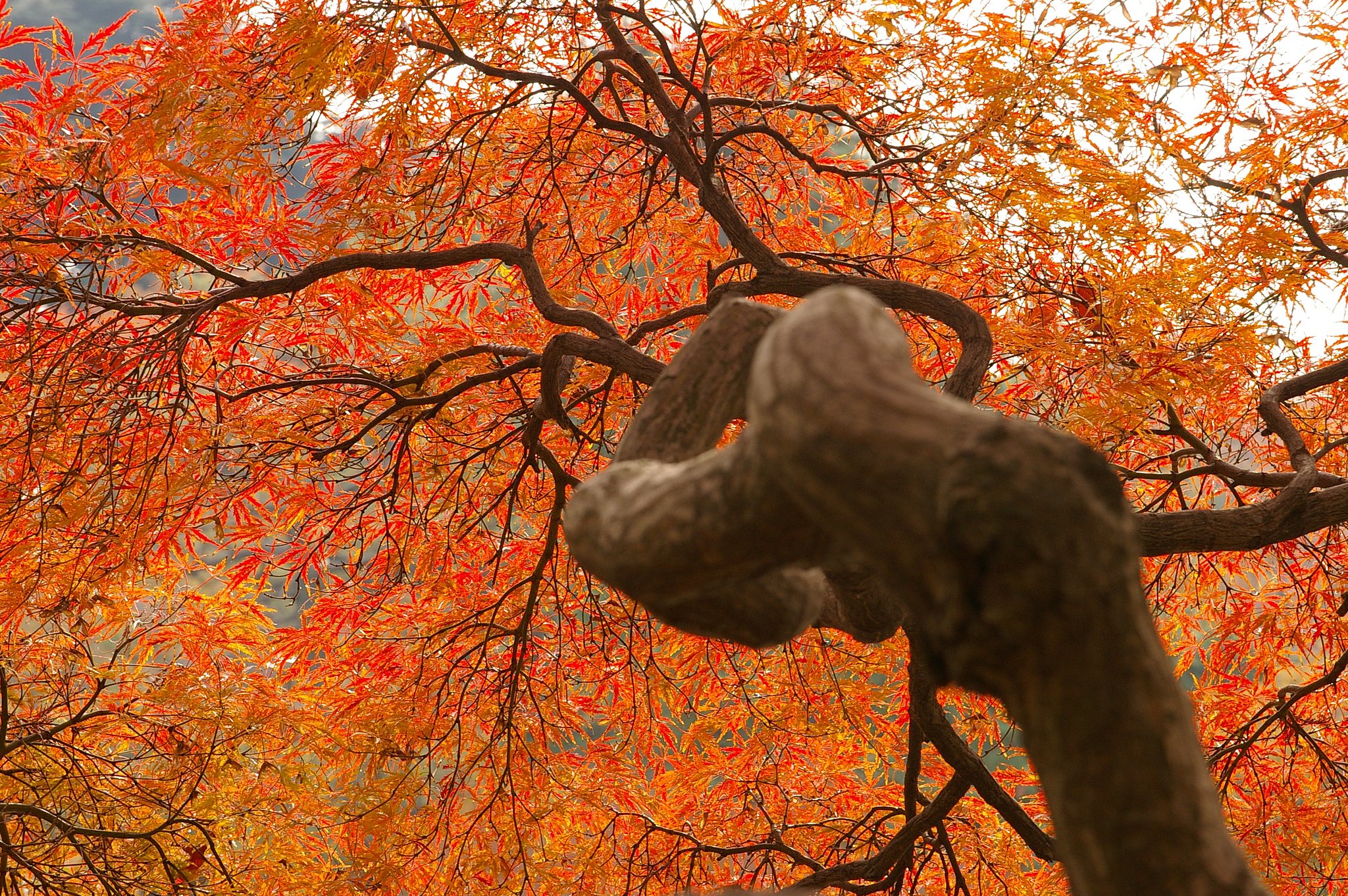 紅葉