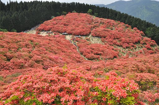 真っ赤な絨毯