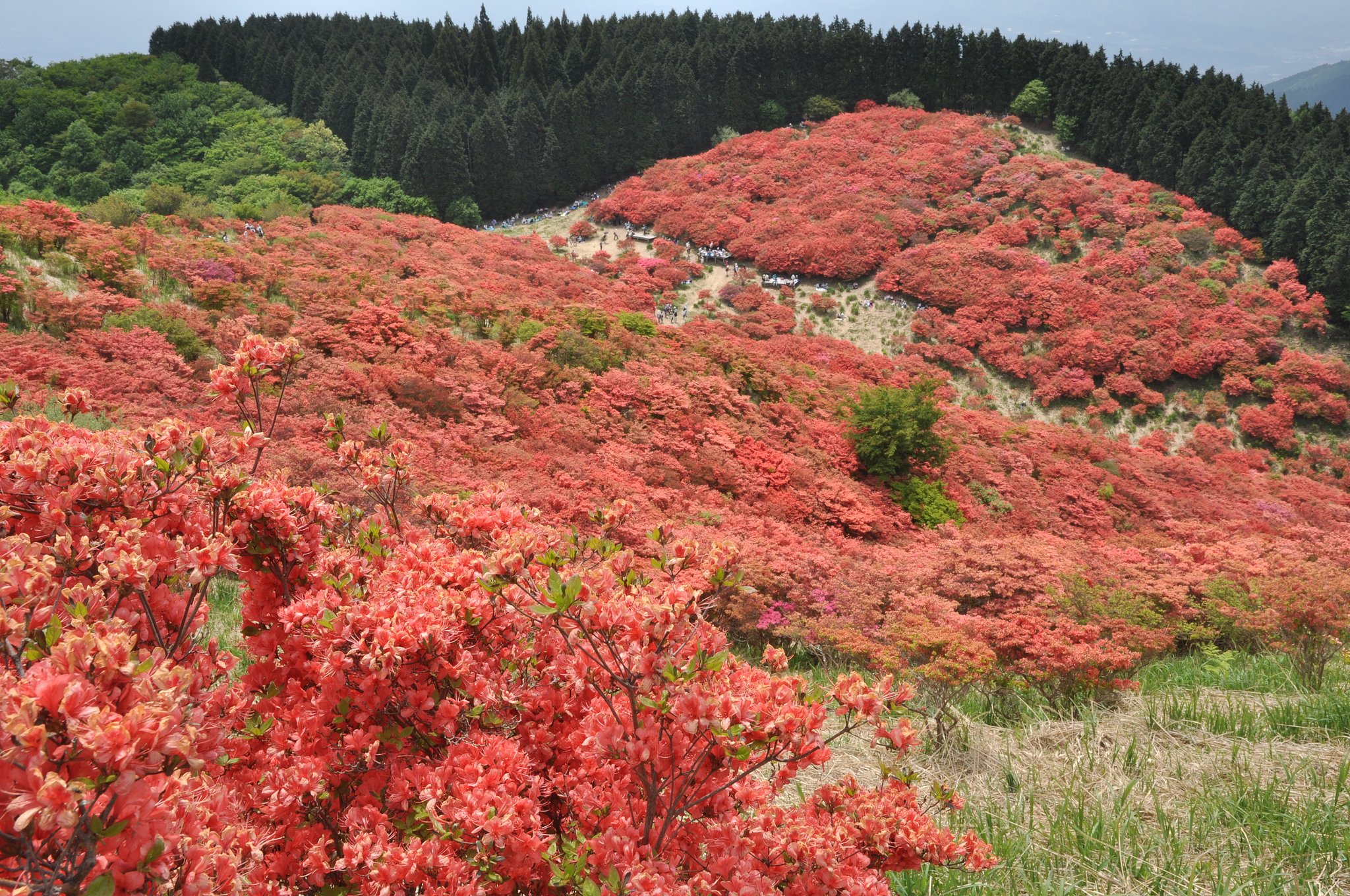 春の紅葉？