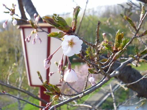 桜2