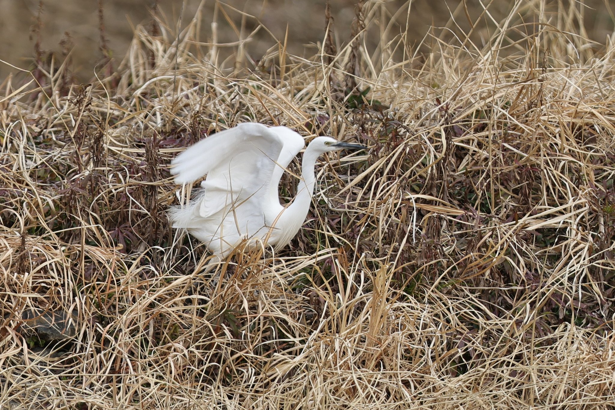 キミ白鳥？