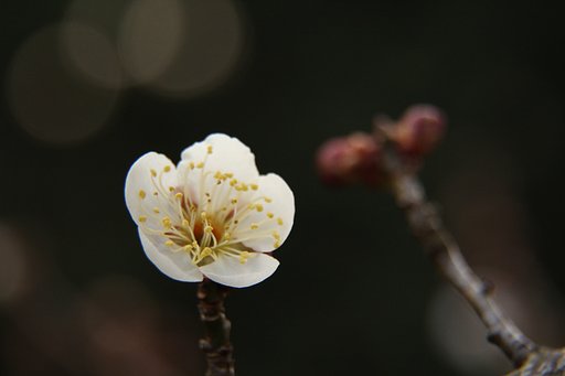 梅一輪