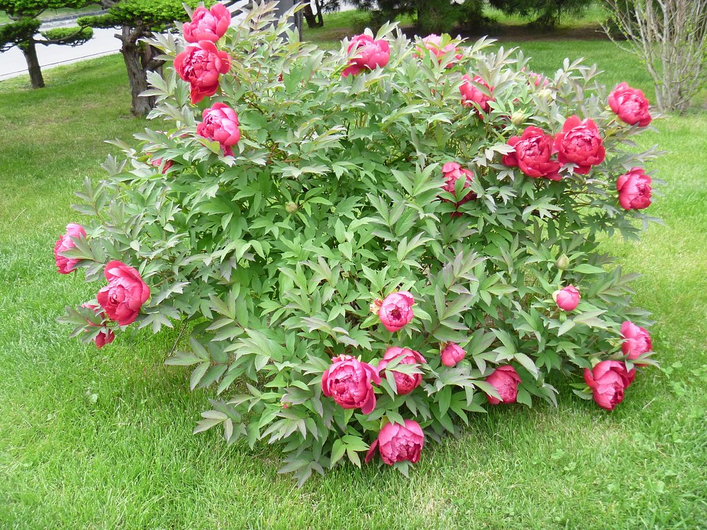 芍薬