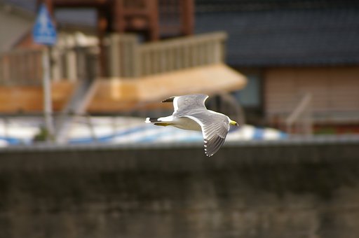流し撮りに挑戦