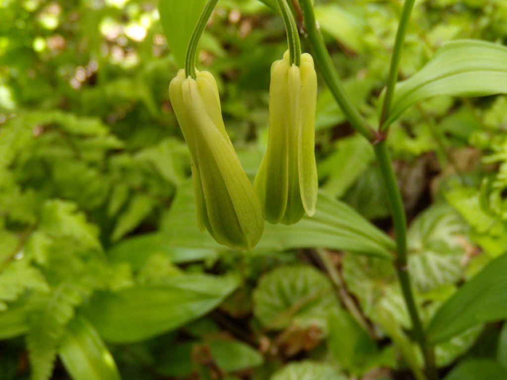 デジカメ初心者　花を撮る９