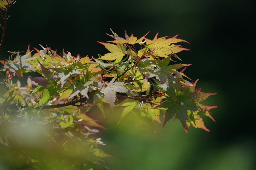 紅葉です・・・ごめんなさい、嘘でした。