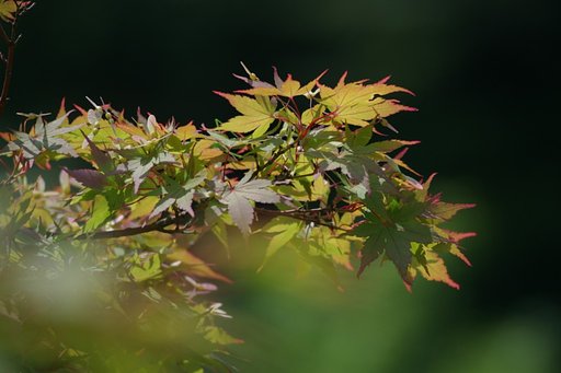 紅葉です・・・ごめんなさい、嘘でした。