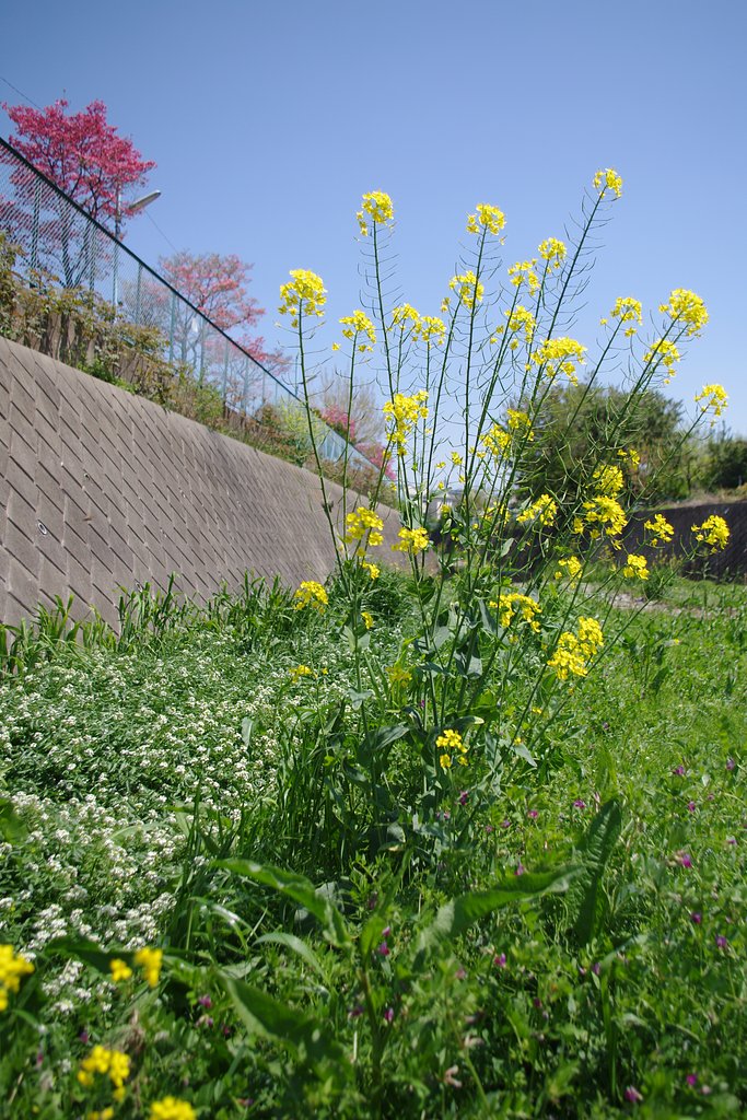 西洋からの帰化植物