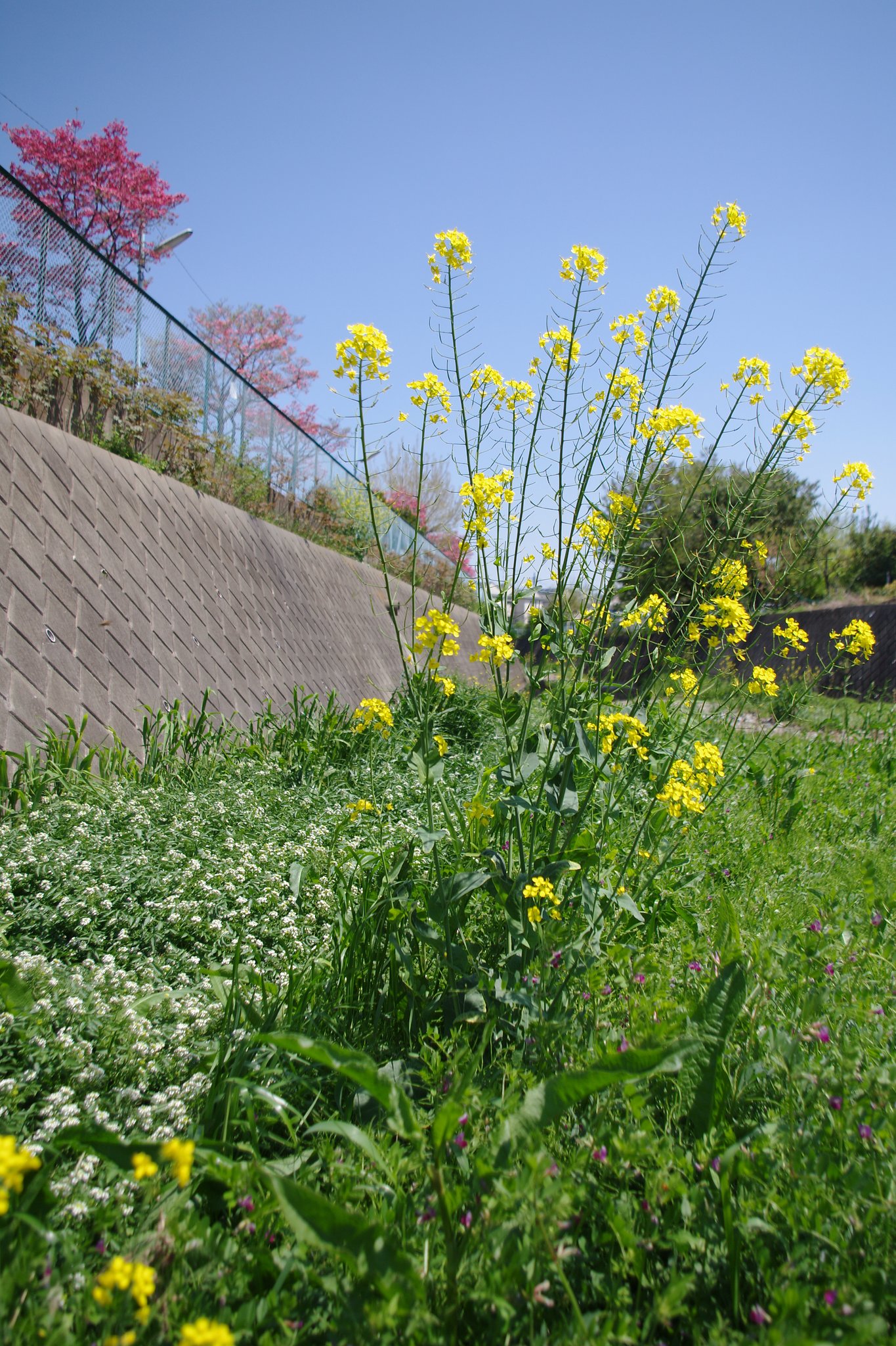 西洋からの帰化植物