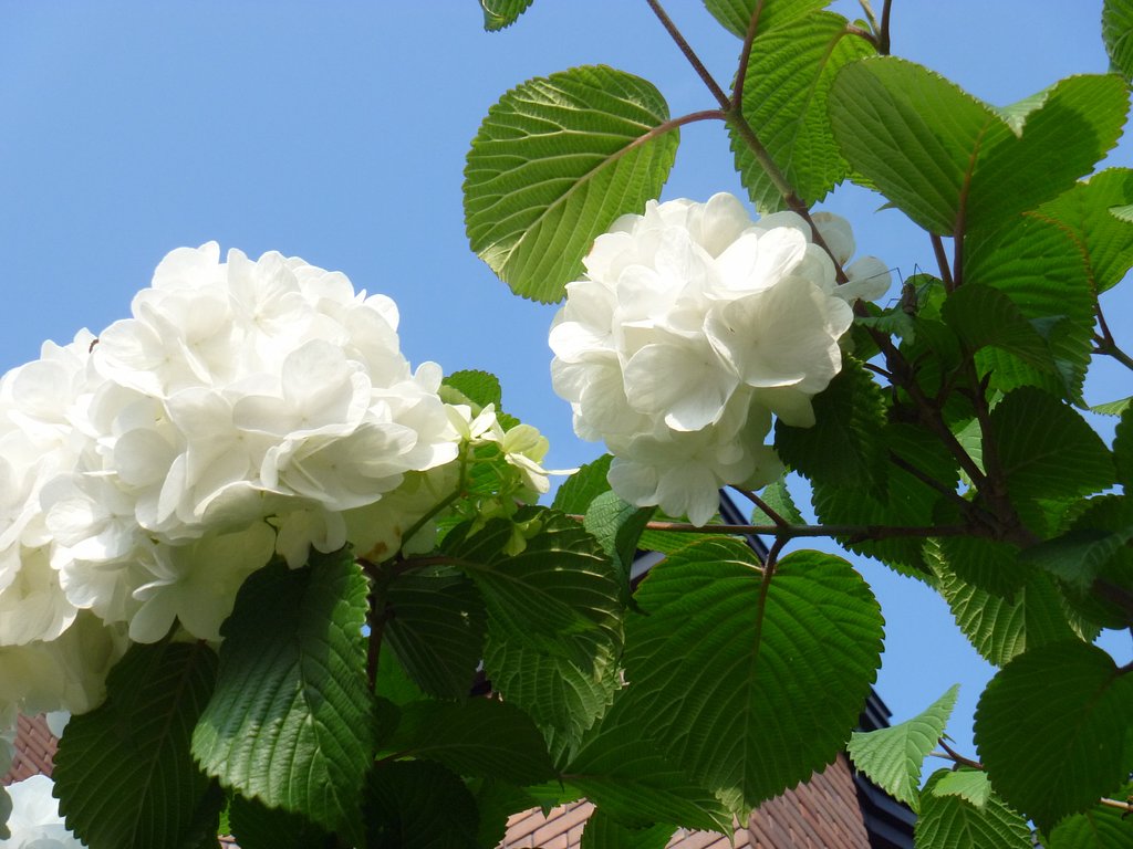 紫陽花