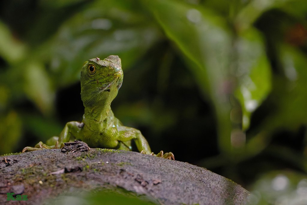 Costa Rica 05