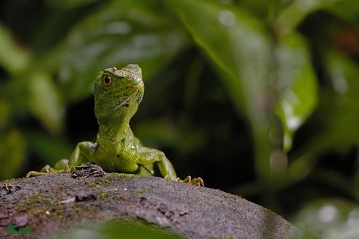Costa Rica 05