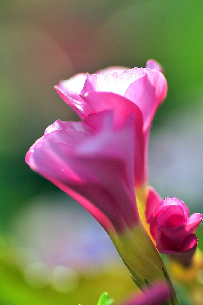朝顔に似た花