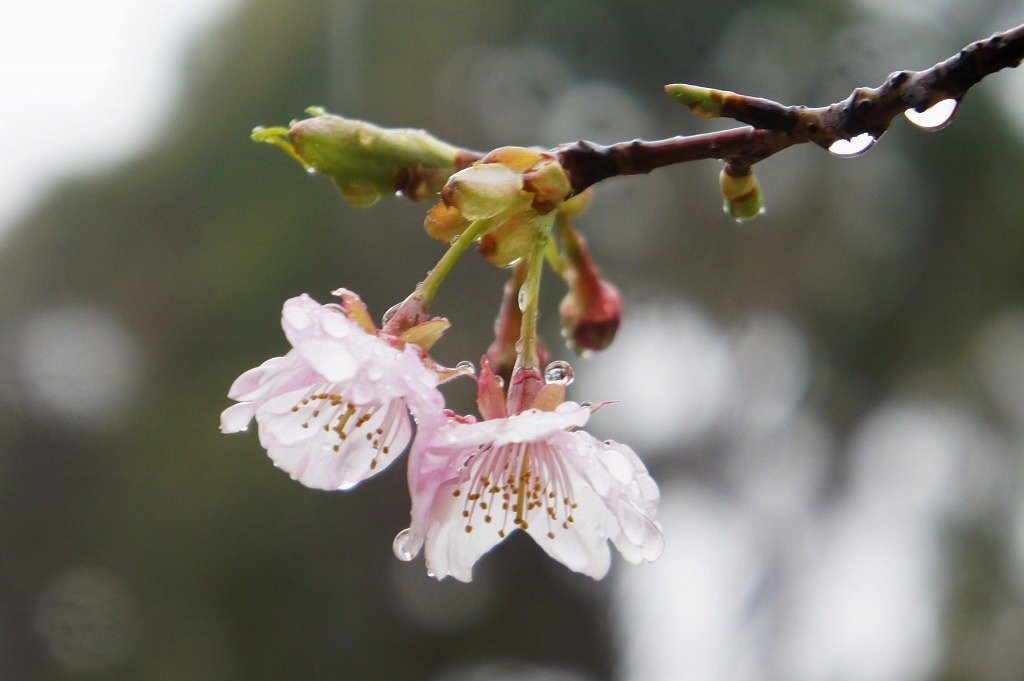 寒桜