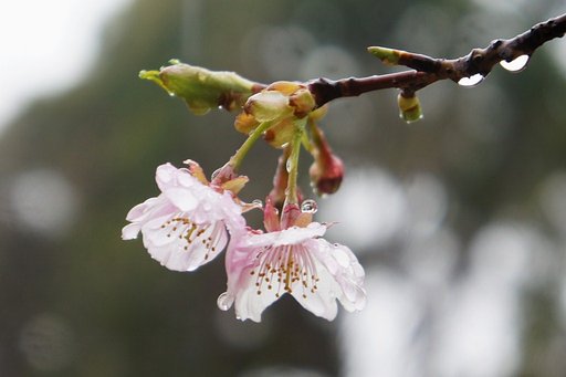寒桜