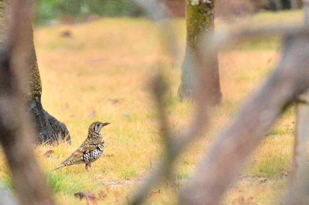 トラツグミ