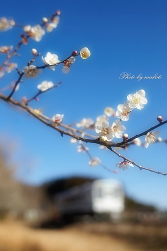 梅の咲く沿線