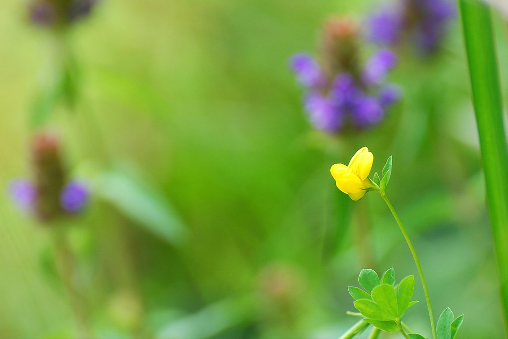 みやこ草？
