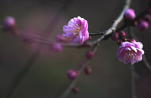 北野天満「梅園」
