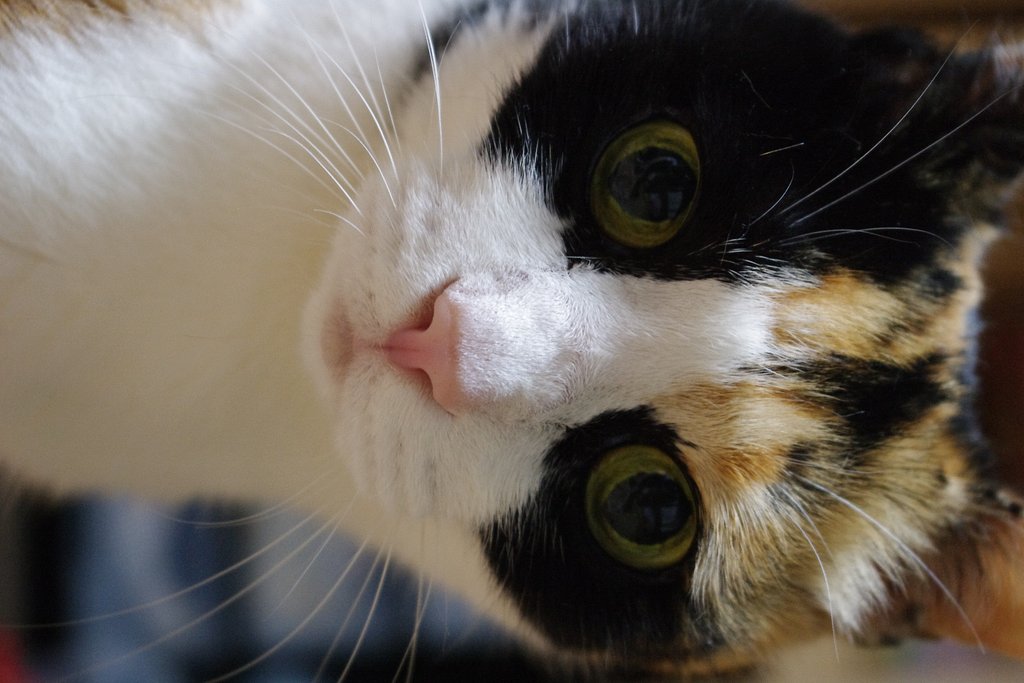 三毛猫さま