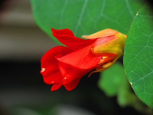 もう直ぐ開花