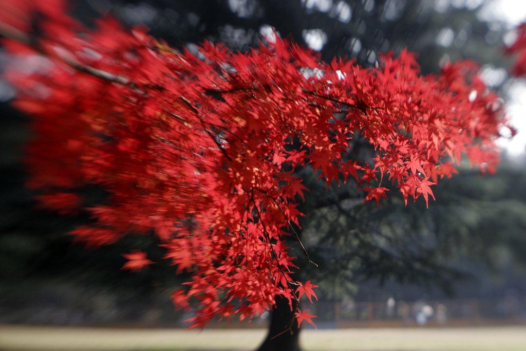 代々木公園、柵中の紅葉