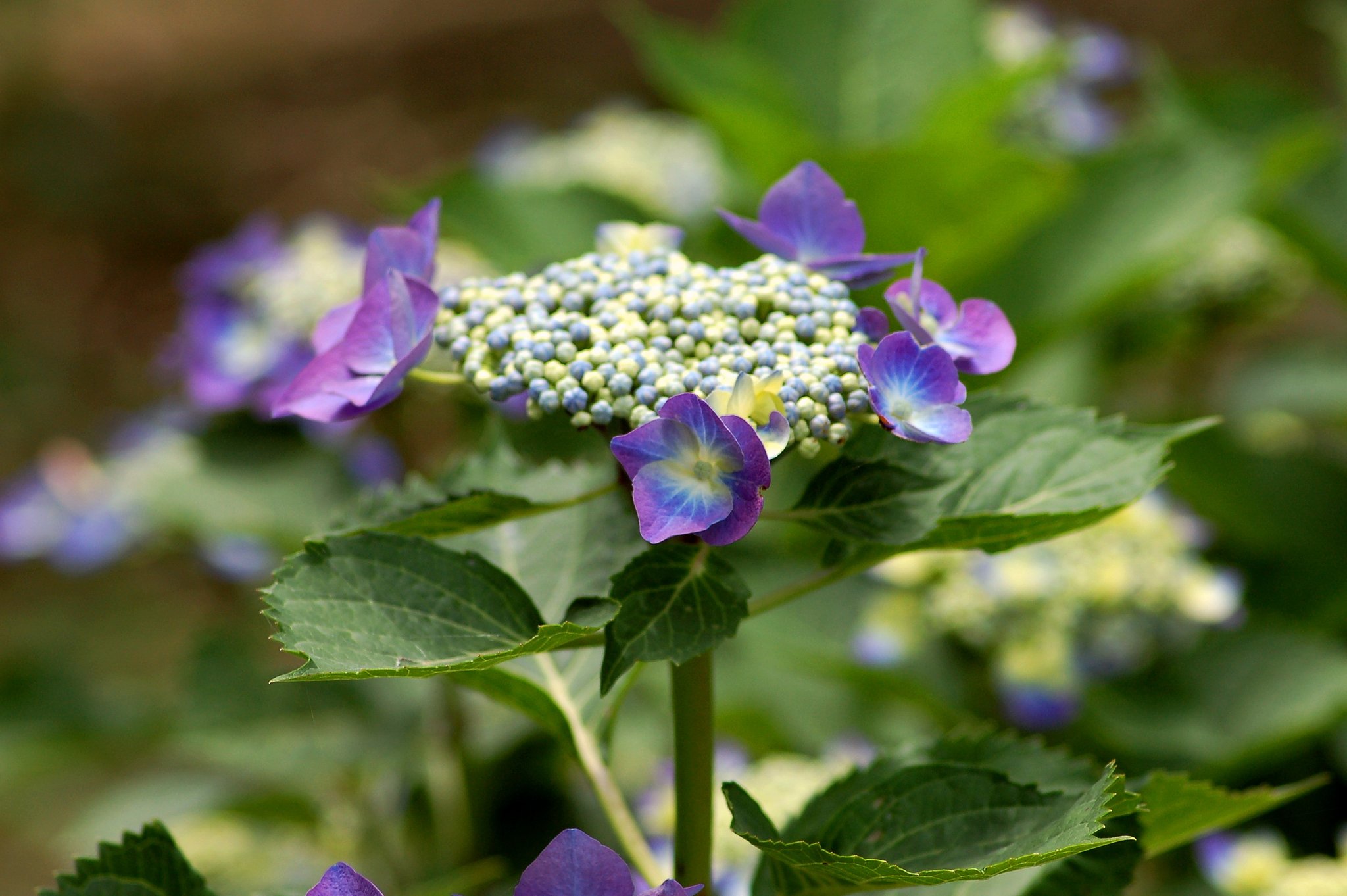 紫陽花