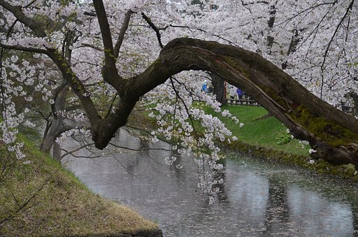 弘前公園にて