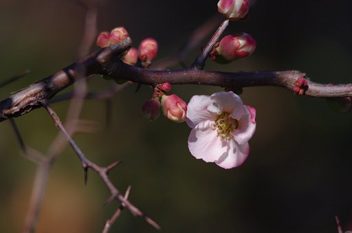 白木瓜