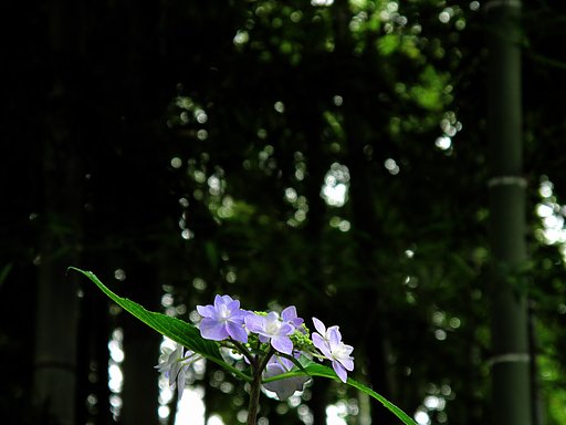 紫陽花
