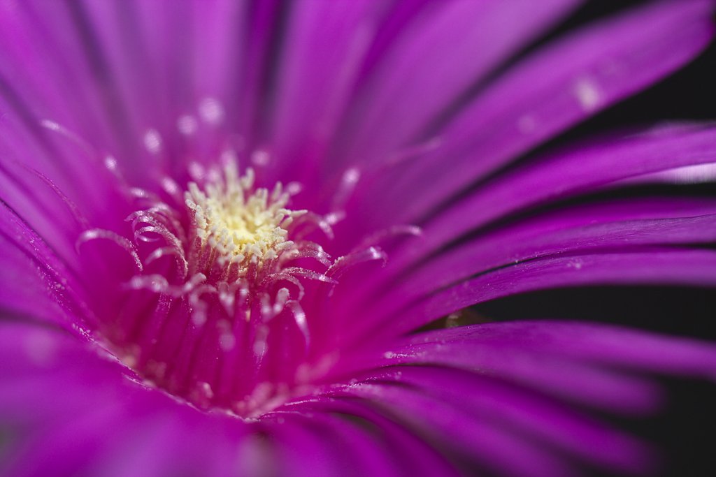 松葉菊