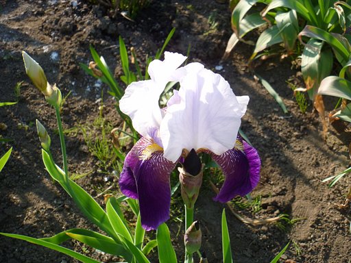 6月16日の写真