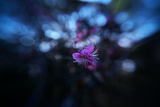 春の訪れ