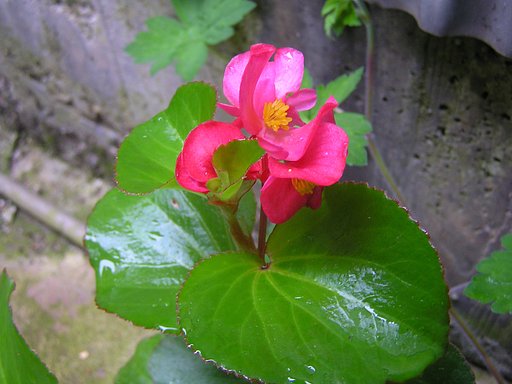野生化したベゴニア。